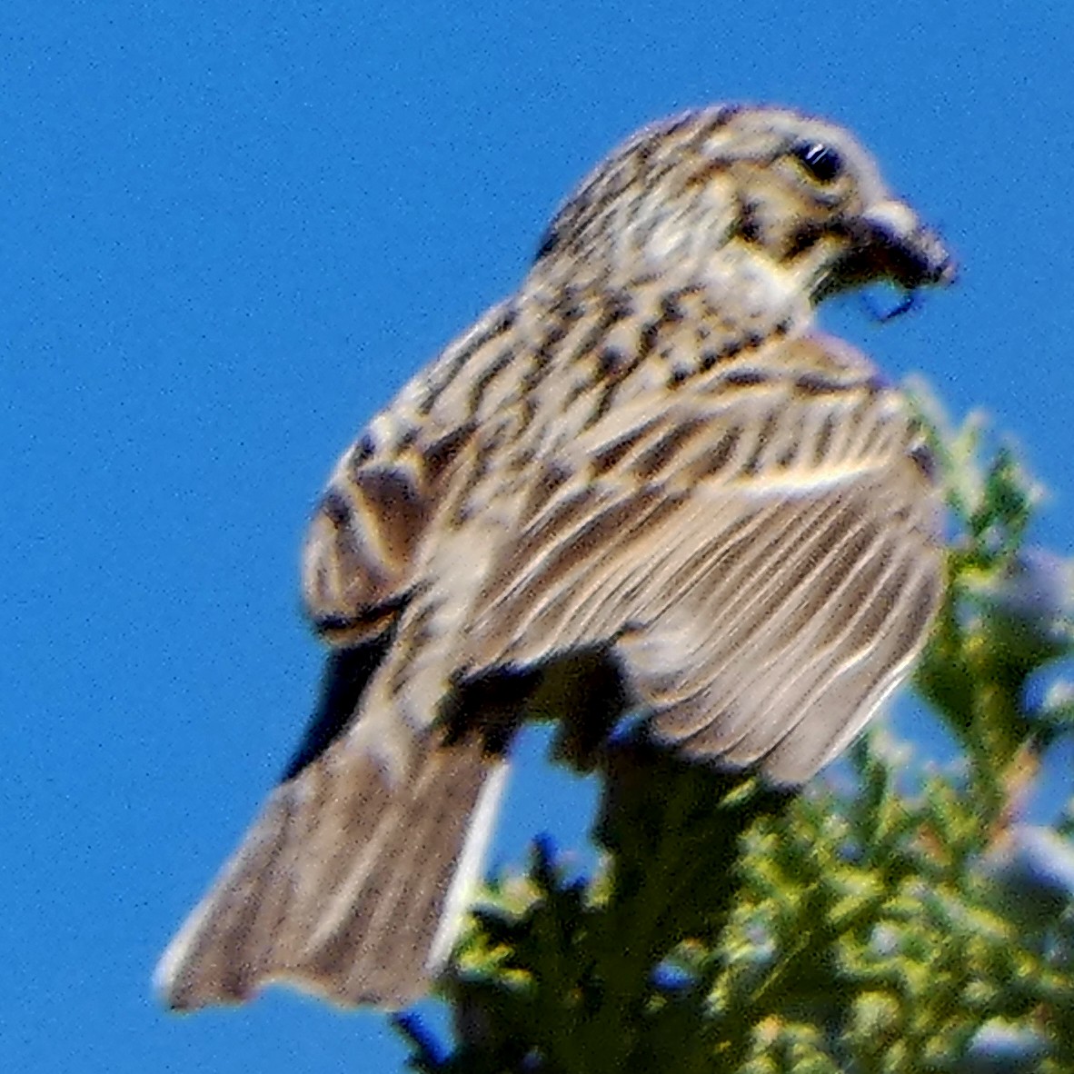 Vesper Sparrow - ML619985841