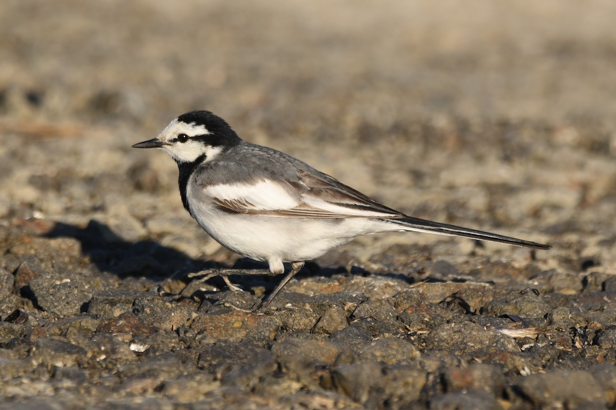 White Wagtail - ML619985842