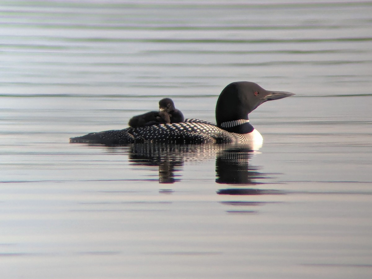 Common Loon - ML619985846