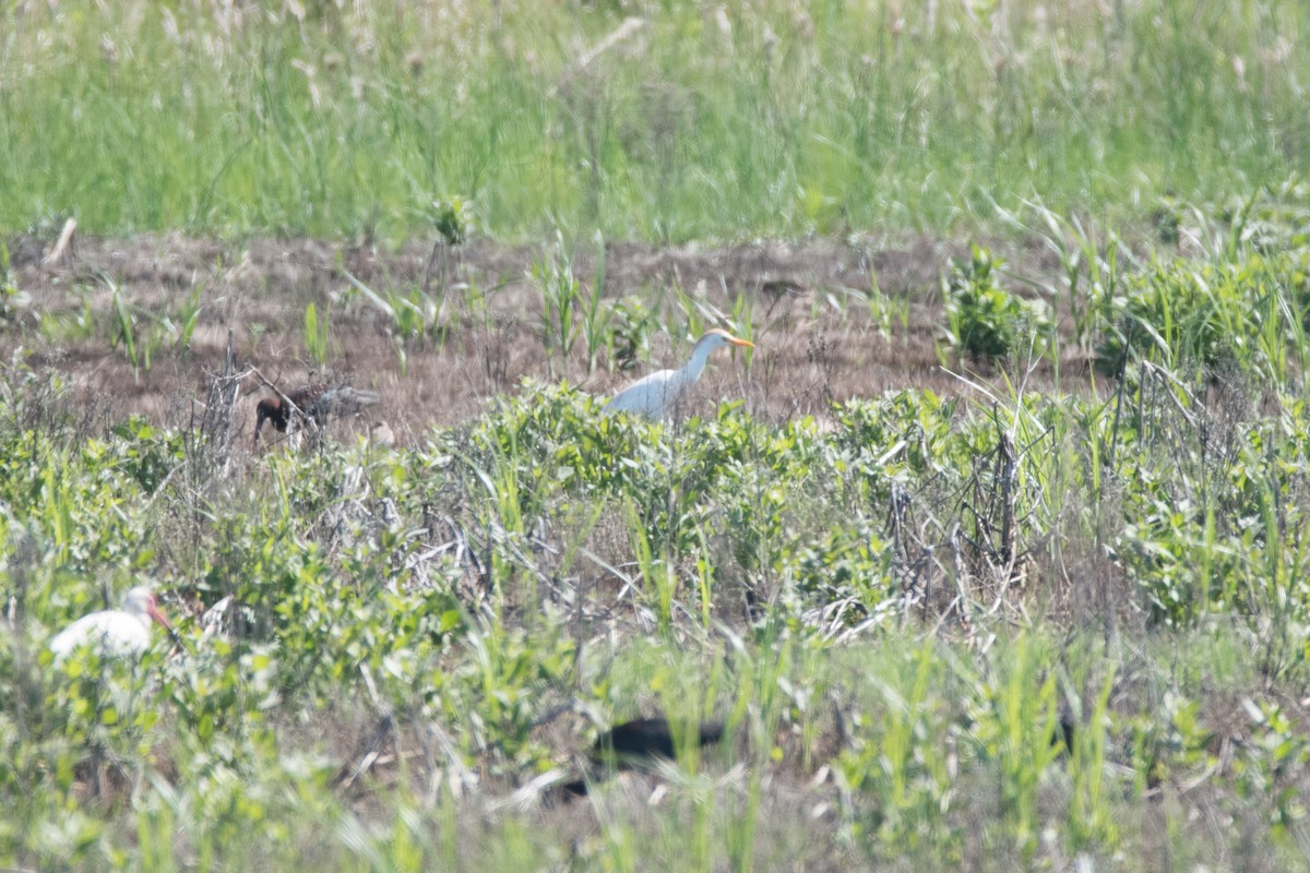 Western Cattle Egret - ML619985848