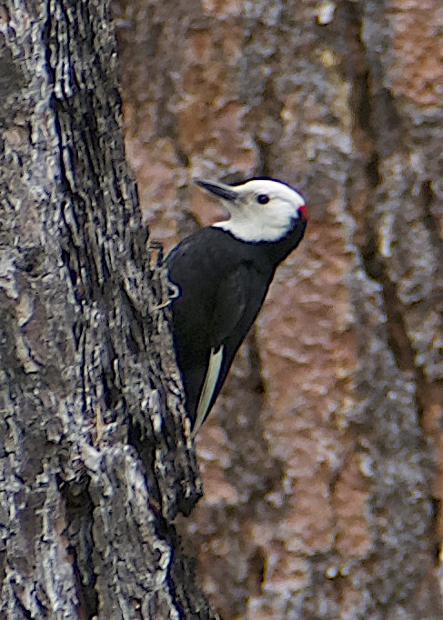 White-headed Woodpecker - ML619985849