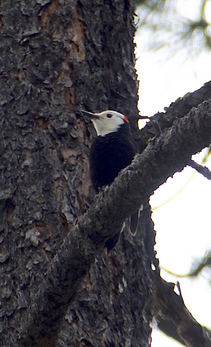 White-headed Woodpecker - ML619985850