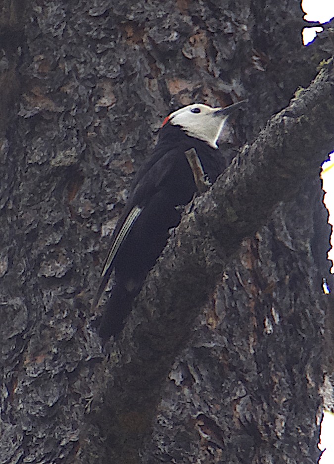 White-headed Woodpecker - ML619985851