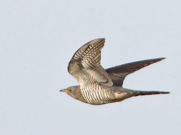 Common Cuckoo - Dan Brown
