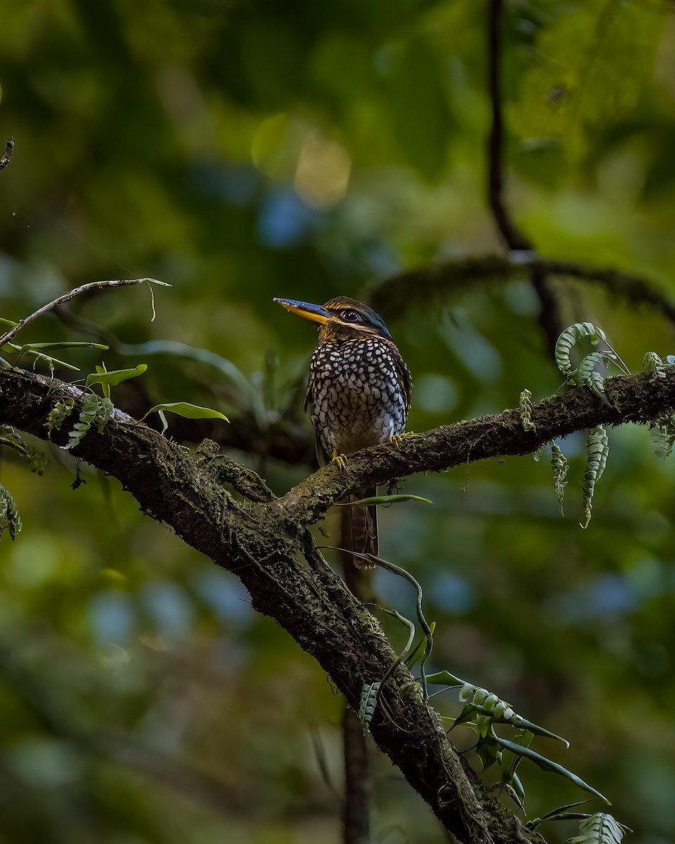 Spotted Kingfisher - ML619985856