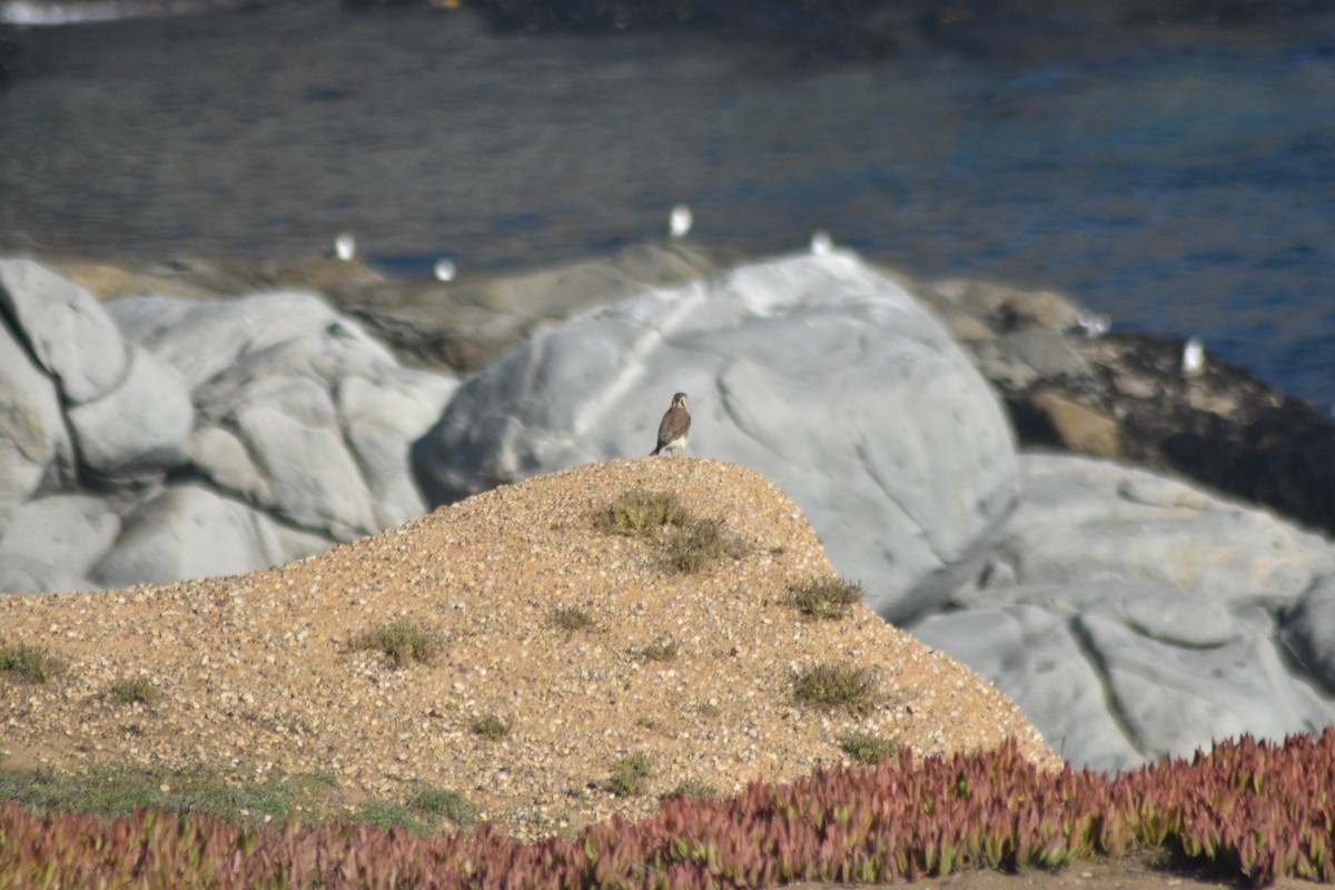 American Kestrel - ML619985860