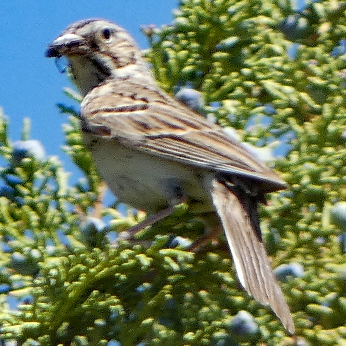 Vesper Sparrow - ML619985866