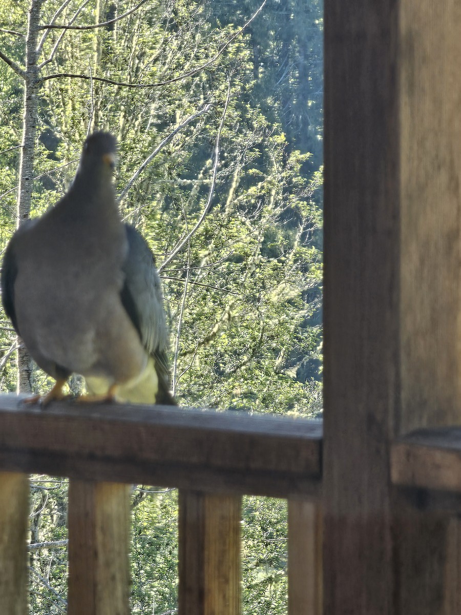Band-tailed Pigeon - ML619985873