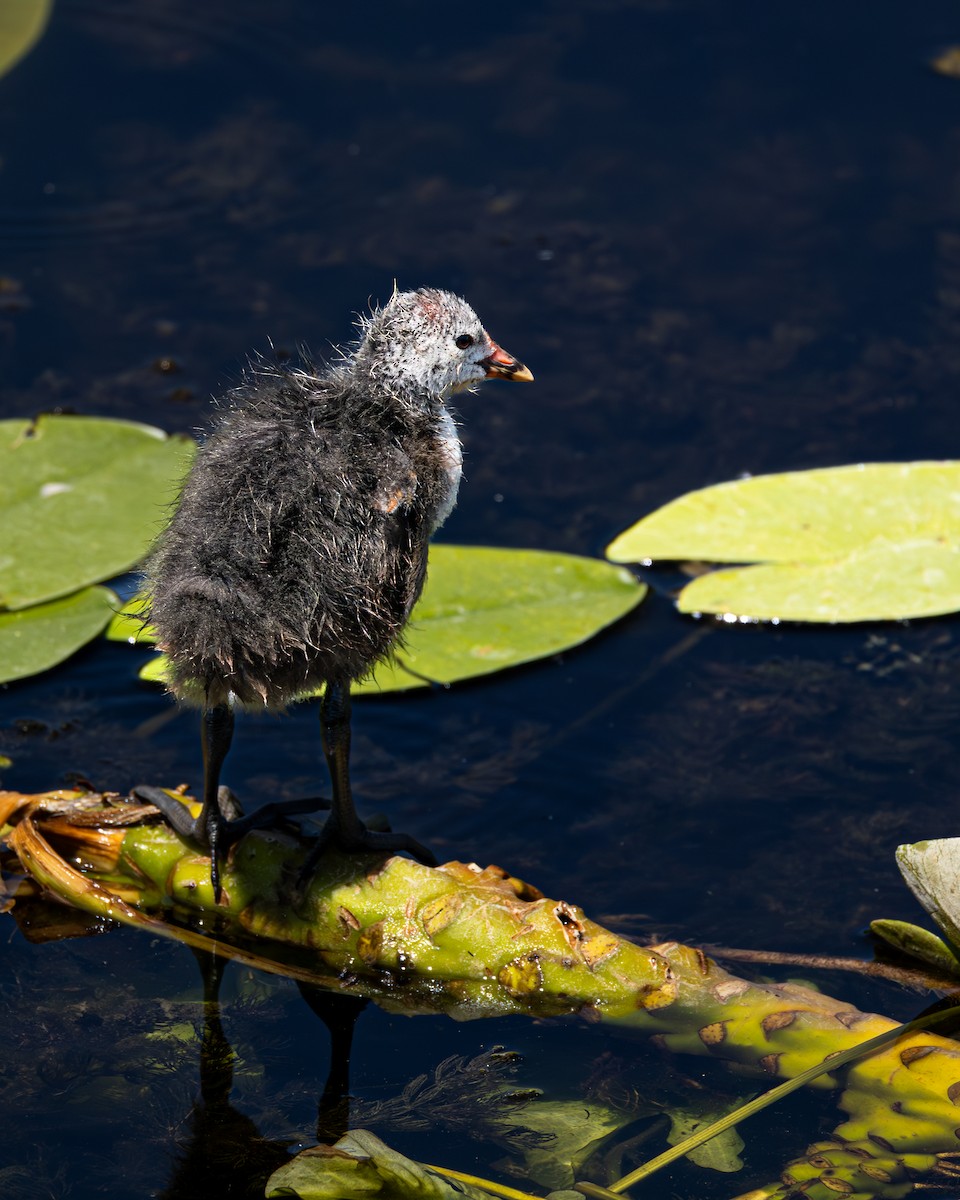 Eurasian Coot - ML619985877