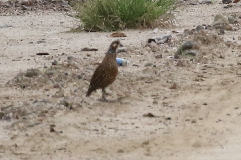 Crested Bobwhite - ML619985882