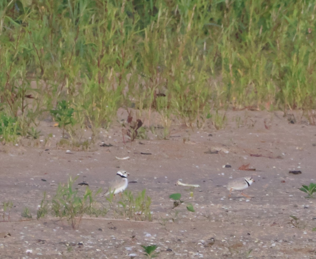 Piping Plover - ML619985886
