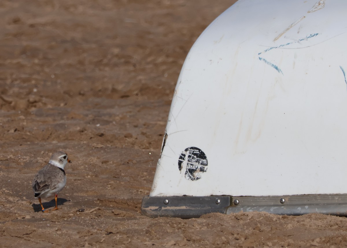 Piping Plover - ML619985887