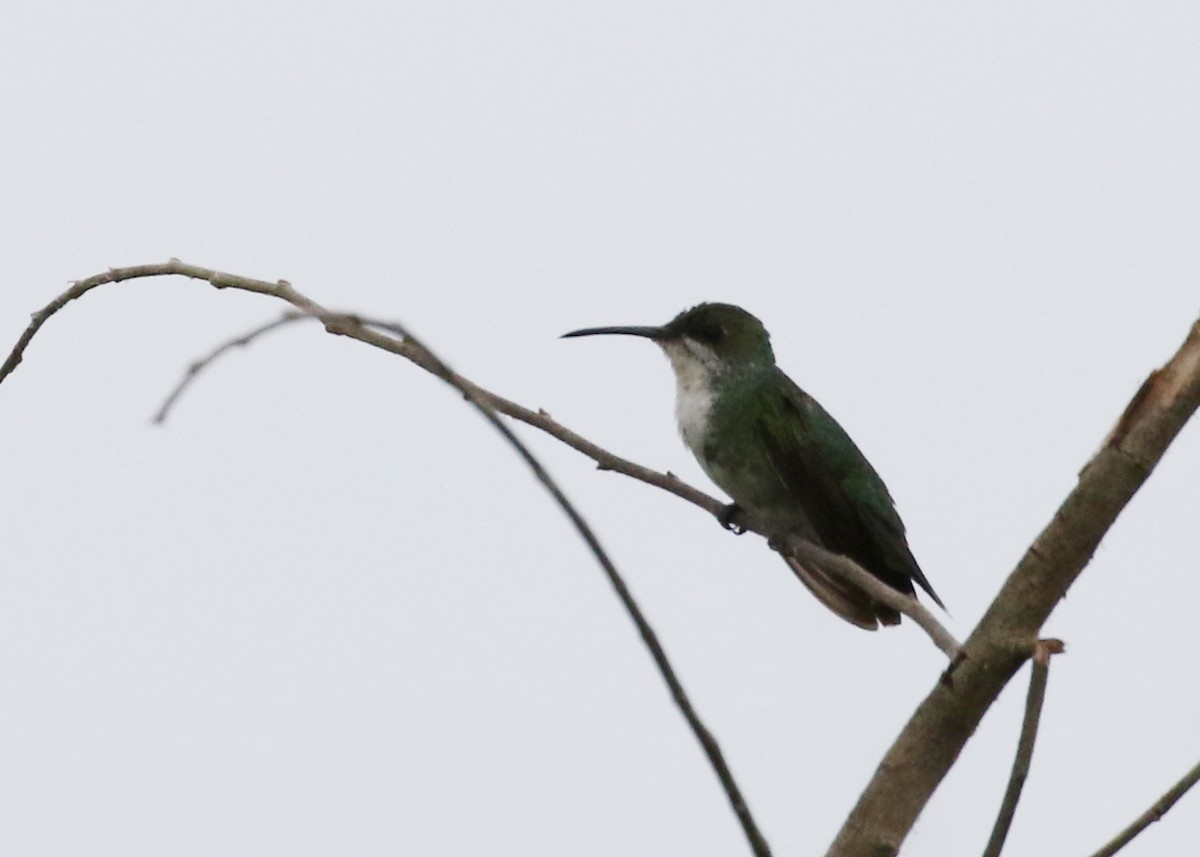 Sapphire-throated Hummingbird - ML619985888