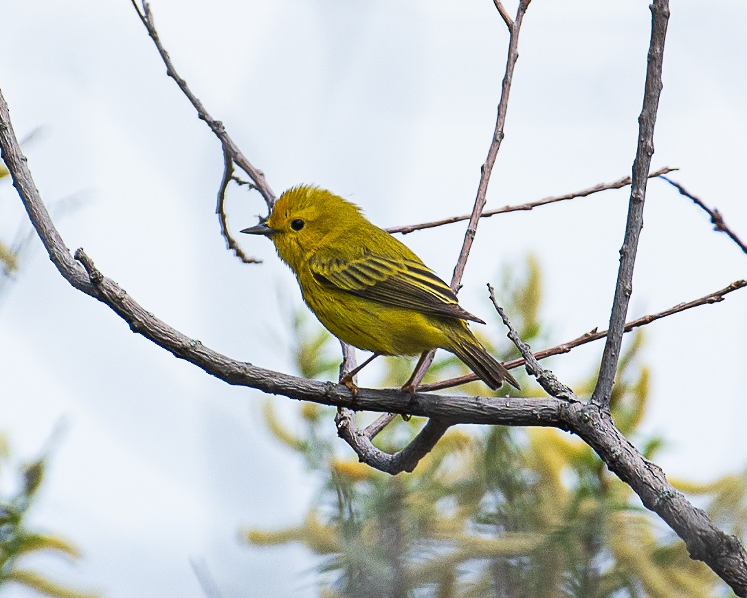 Yellow Warbler - ML619985890