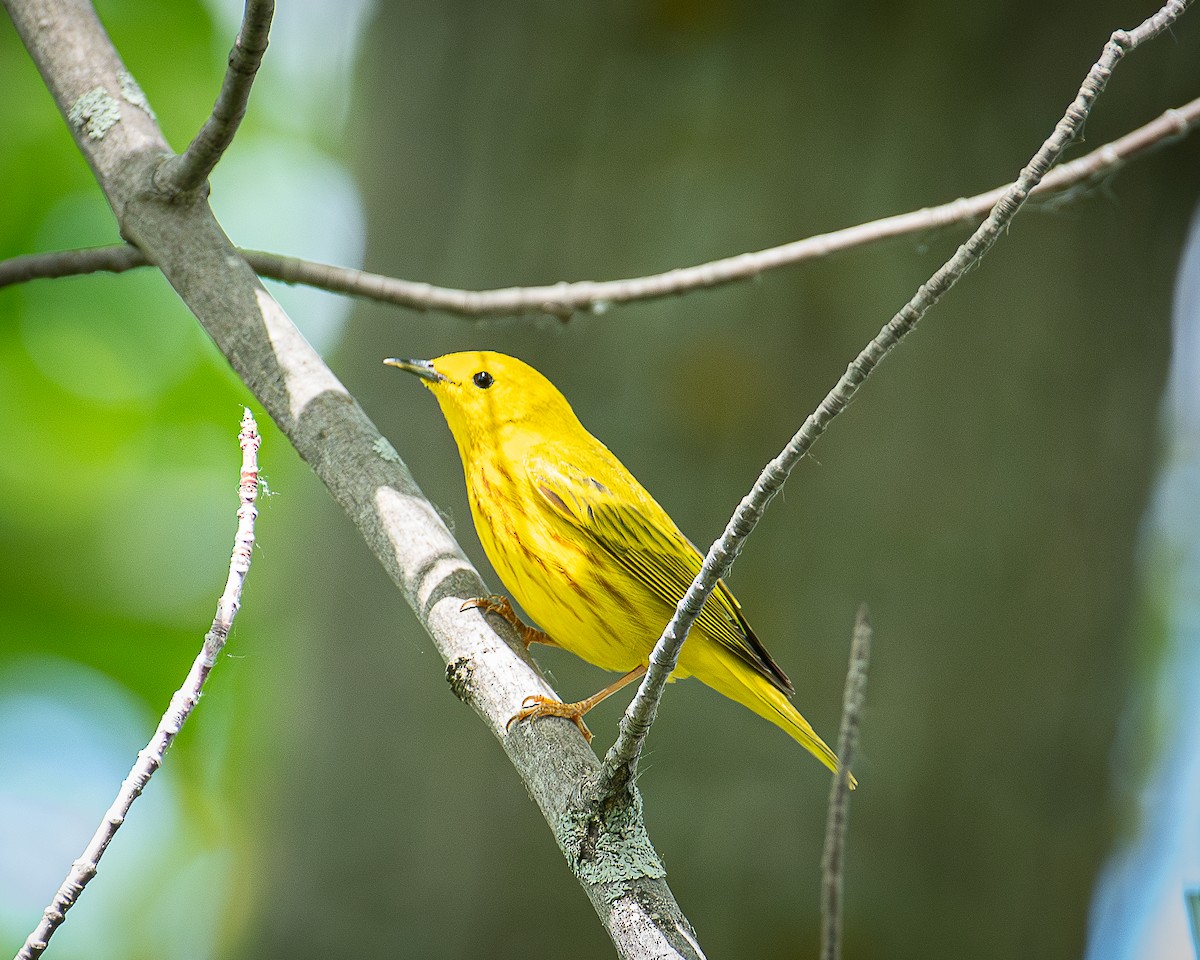 Yellow Warbler - ML619985893