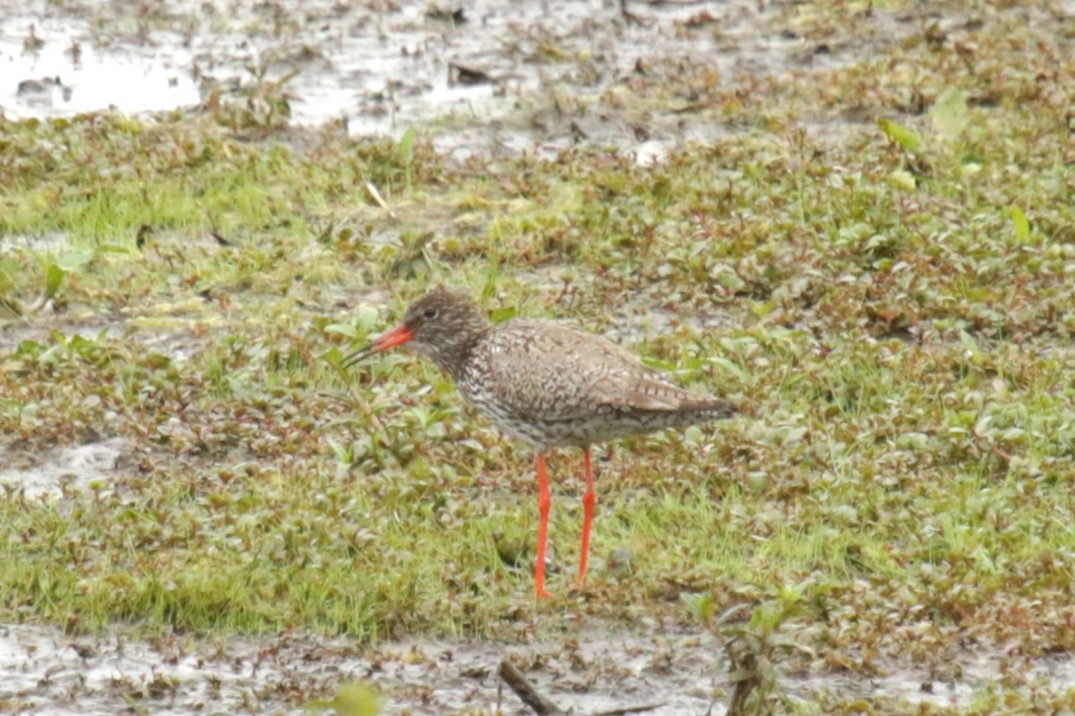 Common Redshank - ML619985896