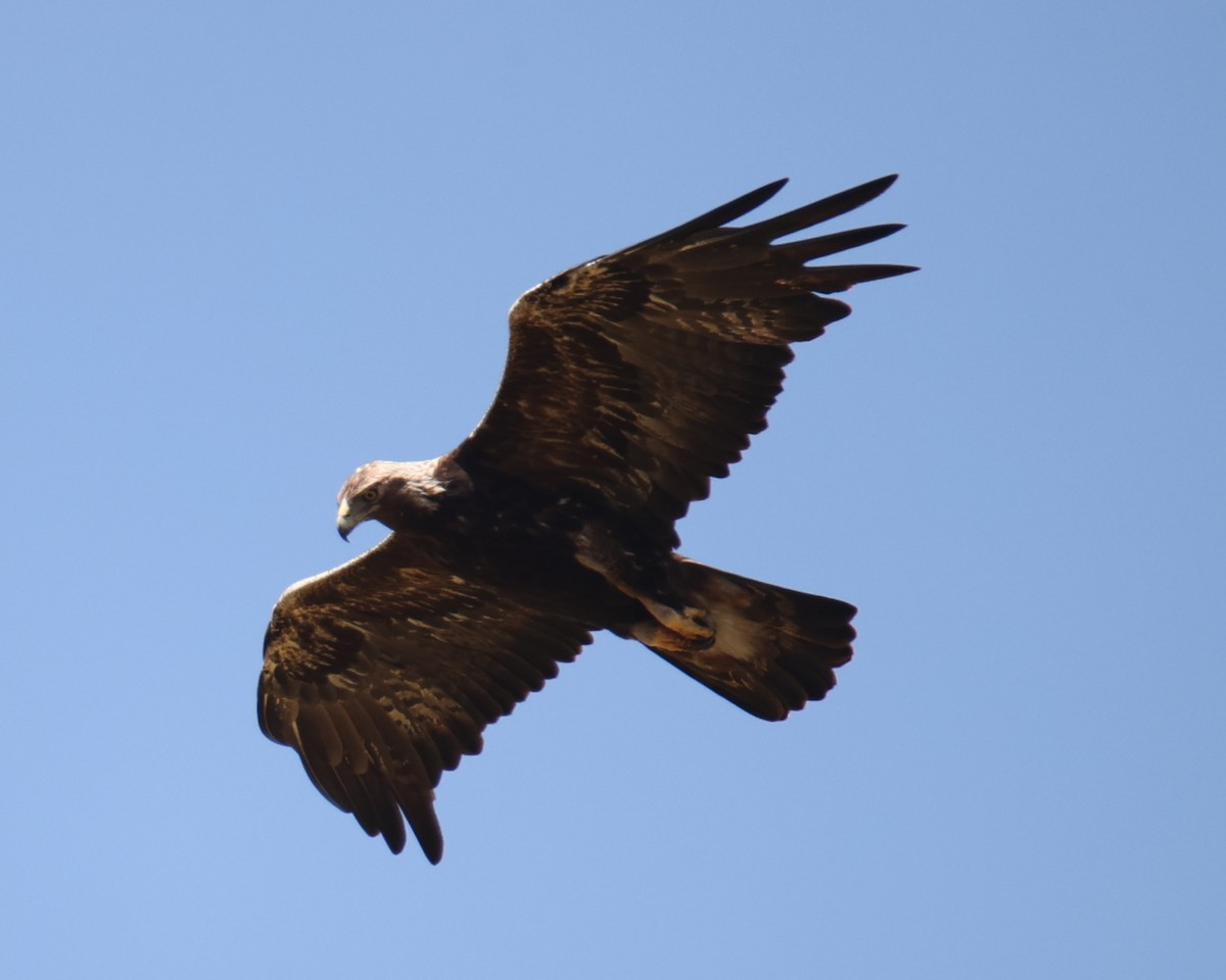 Águila Real - ML619985902