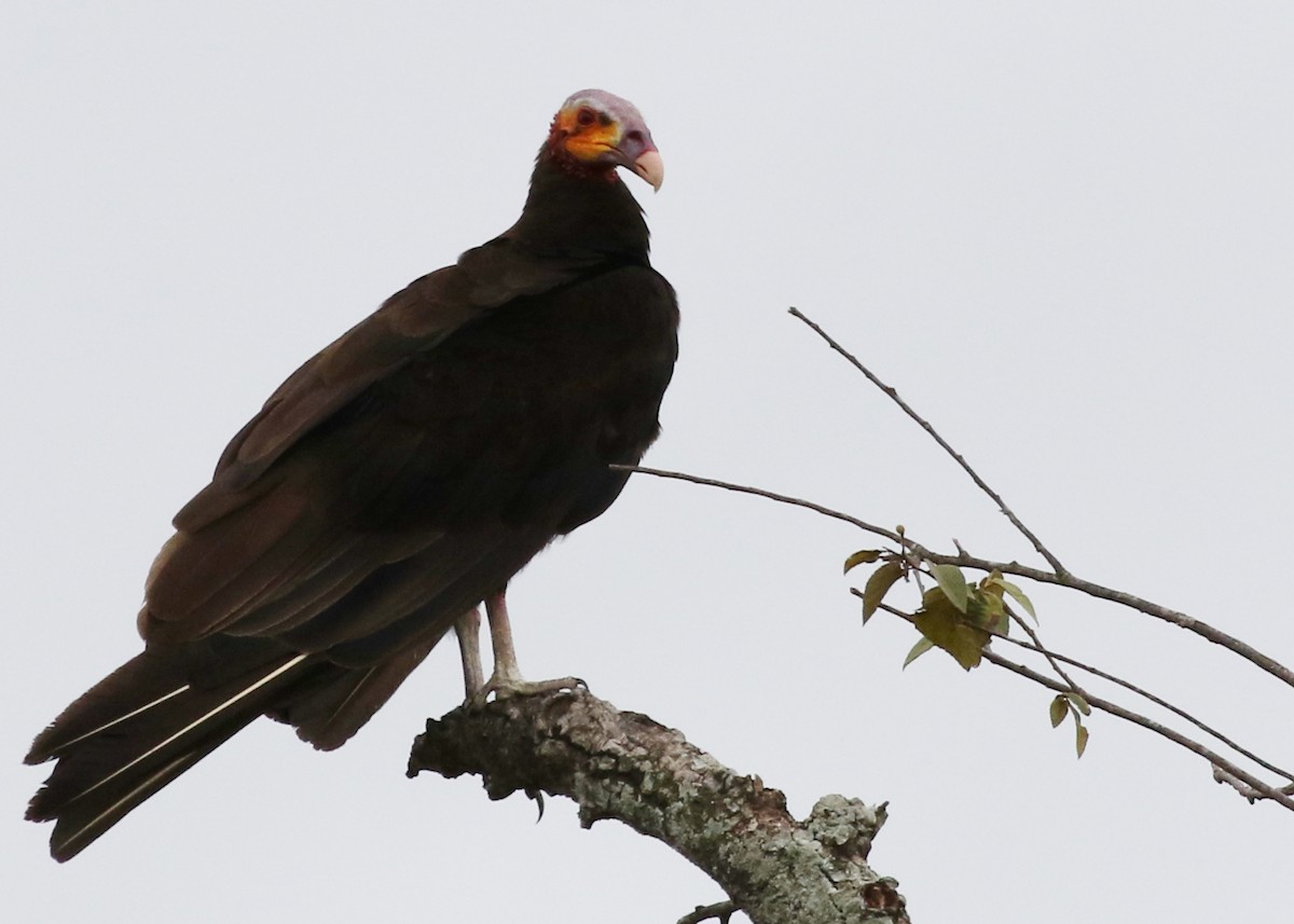 Lesser Yellow-headed Vulture - ML619985907