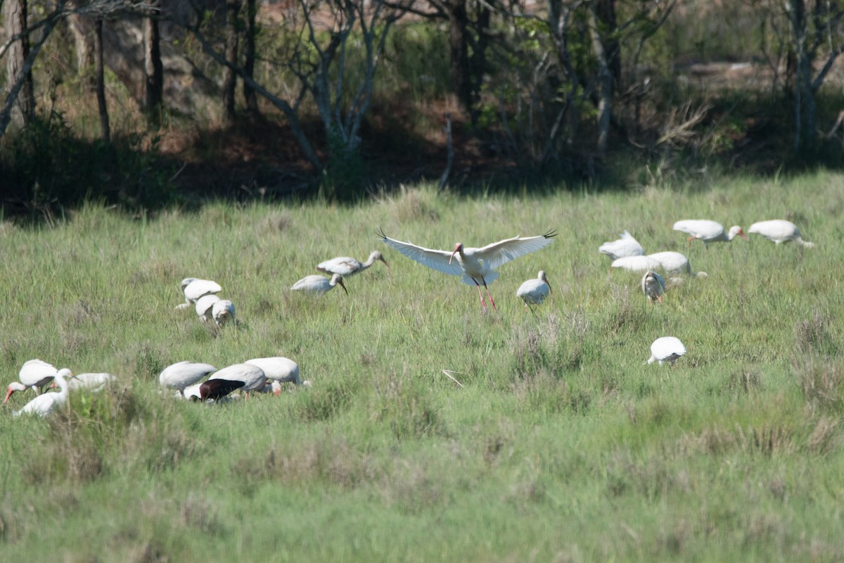 White Ibis - ML619985909