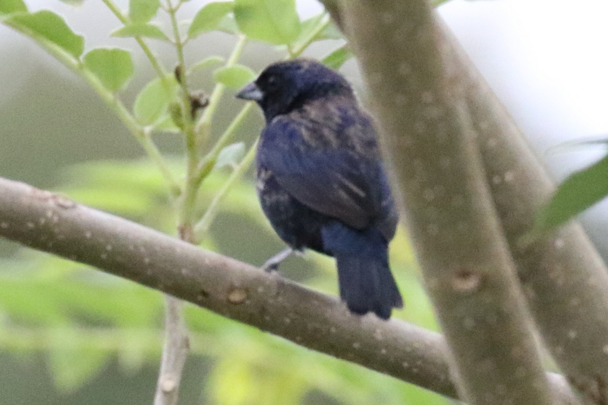 Blue-black Grassquit - ML619985932