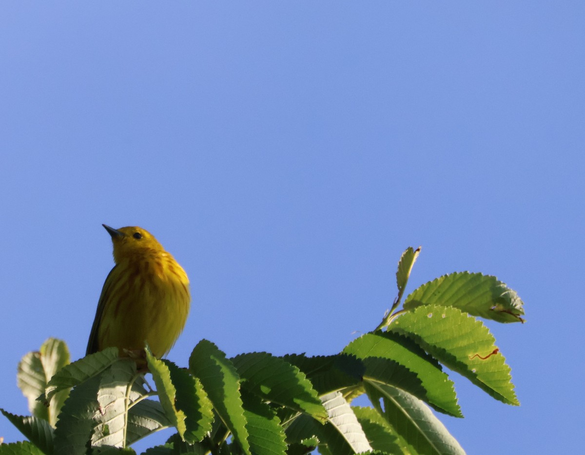 Paruline jaune - ML619985938