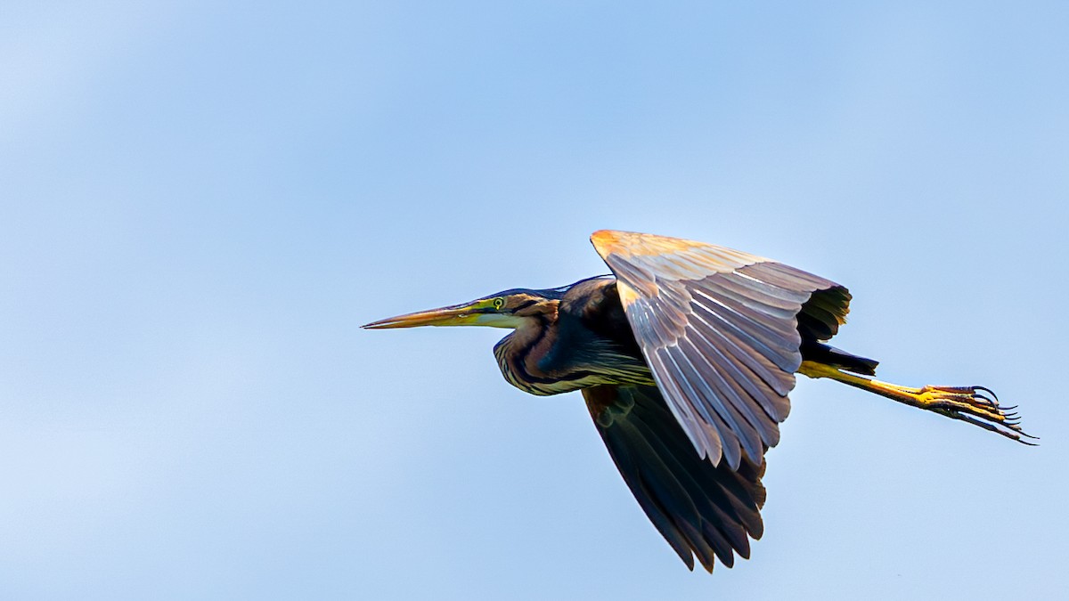 Purple Heron - Slav Karach