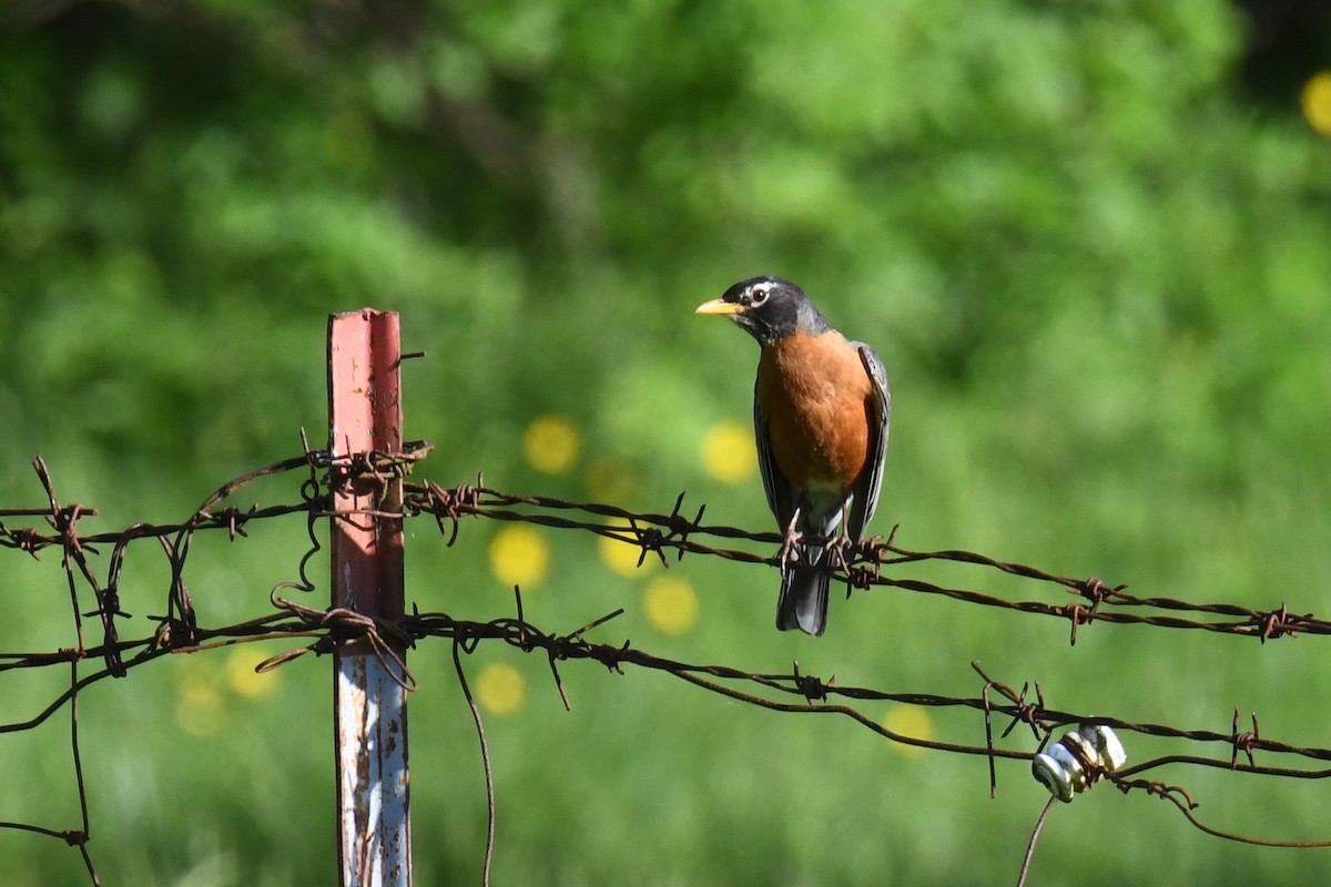 American Robin - ML619985942