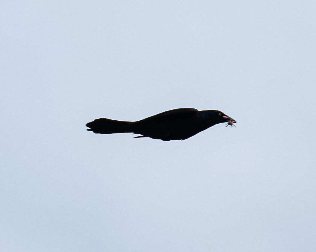 Common Grackle - ML619985948