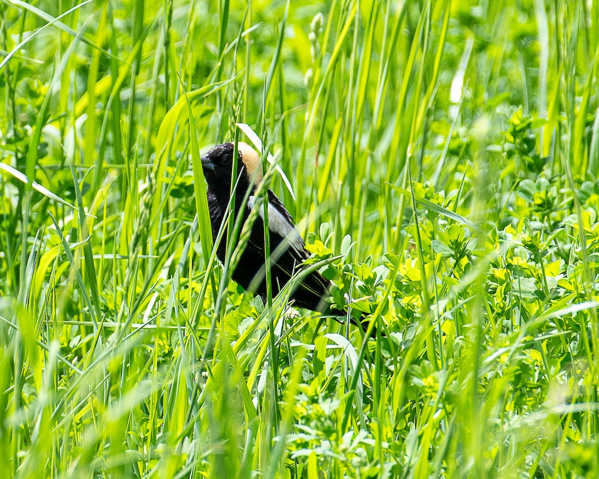 bobolink americký - ML619985953