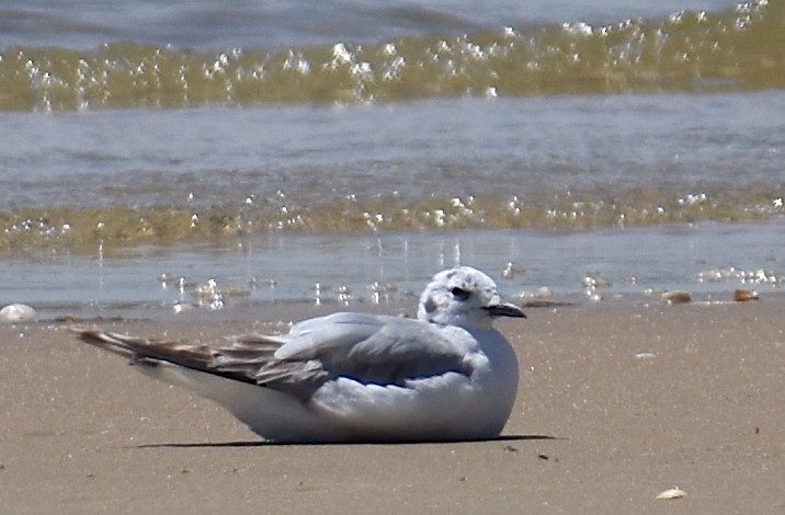 Mouette de Bonaparte - ML619985955