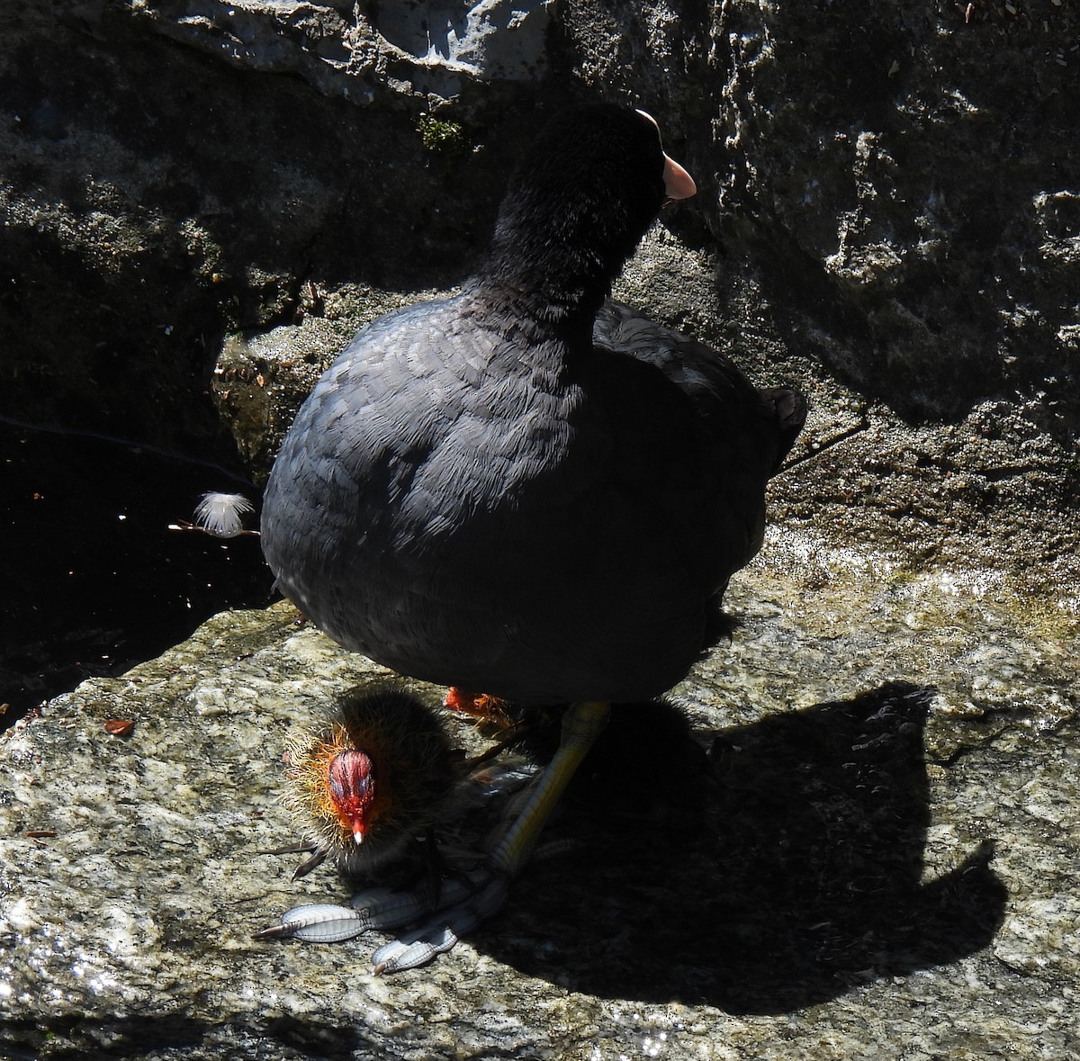 Eurasian Coot - ML619985960