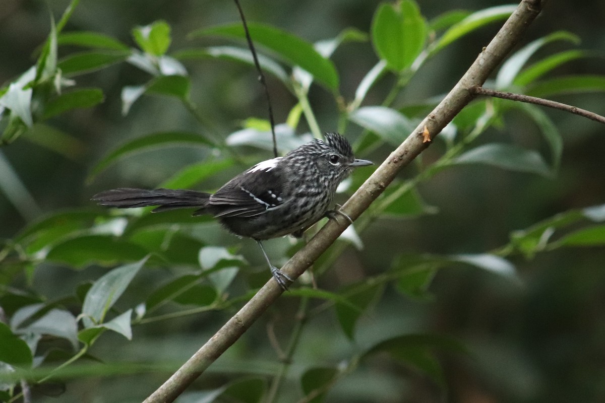 Dusky-tailed Antbird - ML619985969