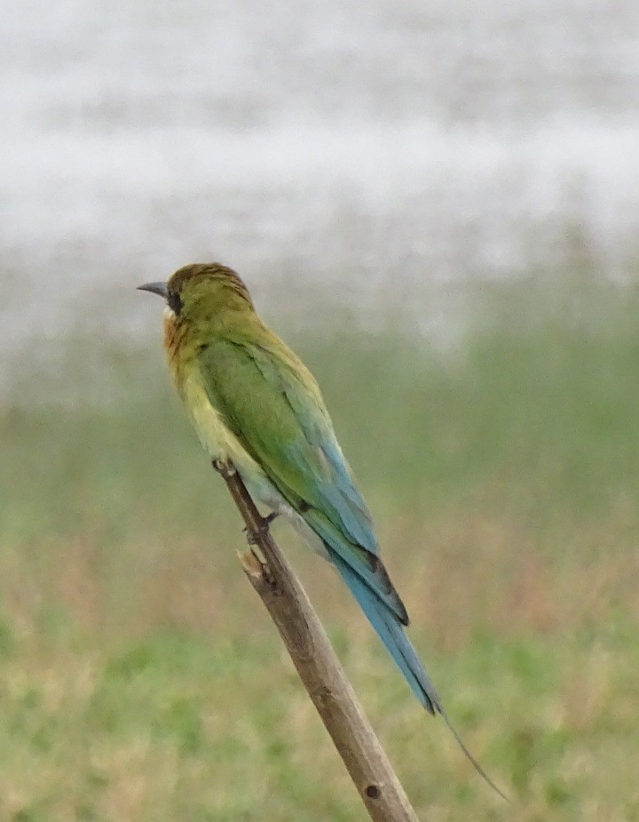 Blue-tailed Bee-eater - ML619985970