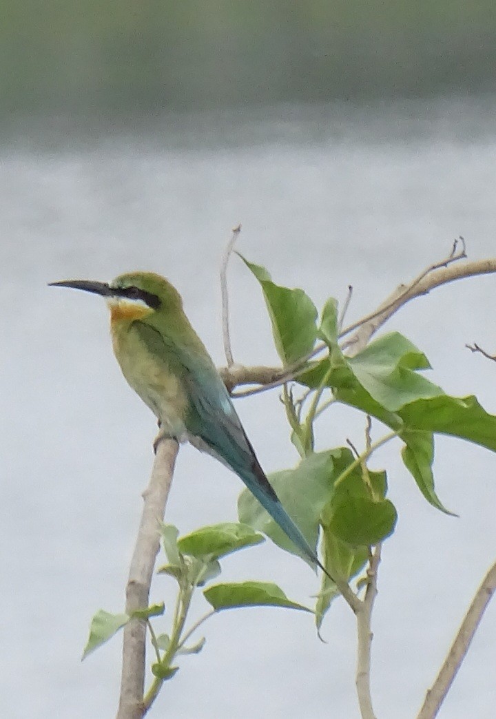 Blue-tailed Bee-eater - ML619985971