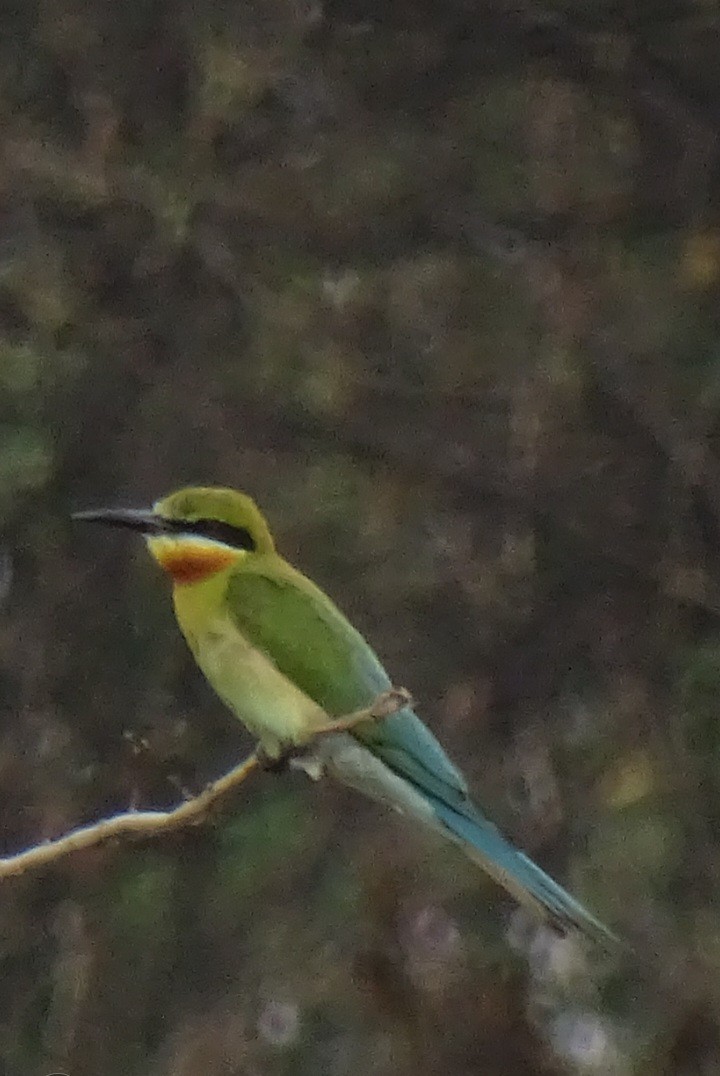 Blue-tailed Bee-eater - ML619985972