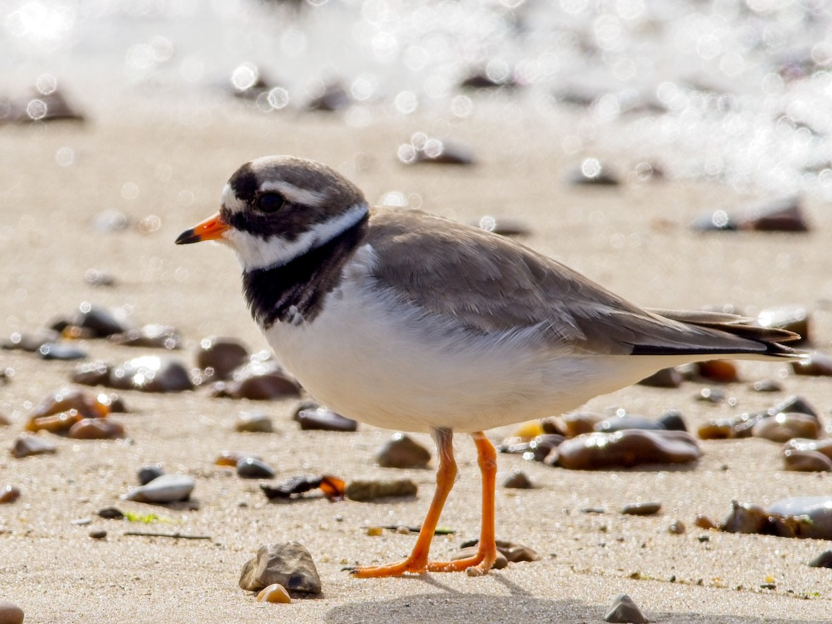 Common Ringed Plover - ML619985978