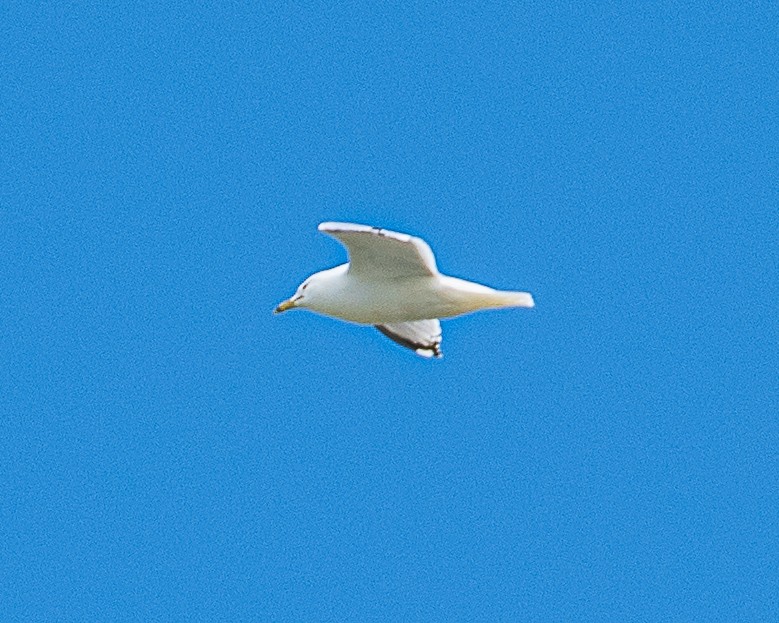 Ring-billed Gull - ML619985979