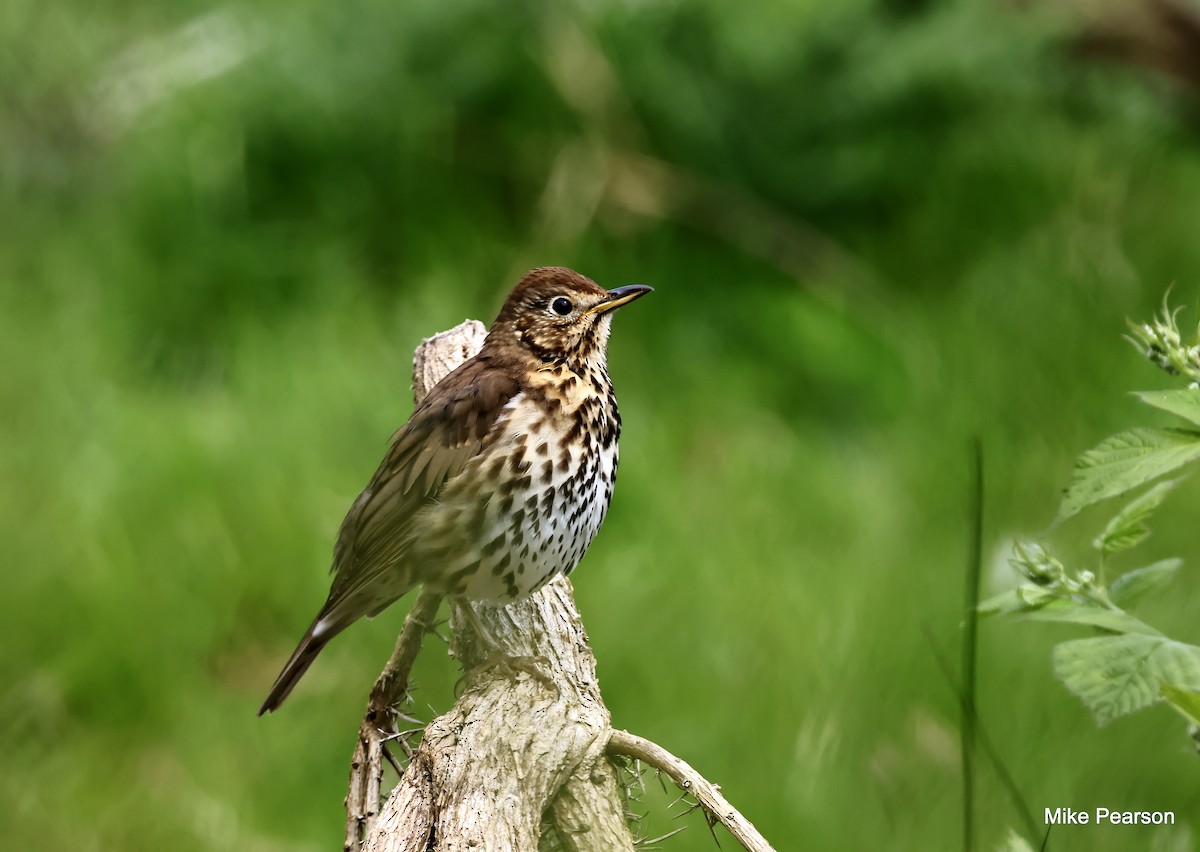 Song Thrush - ML619985988