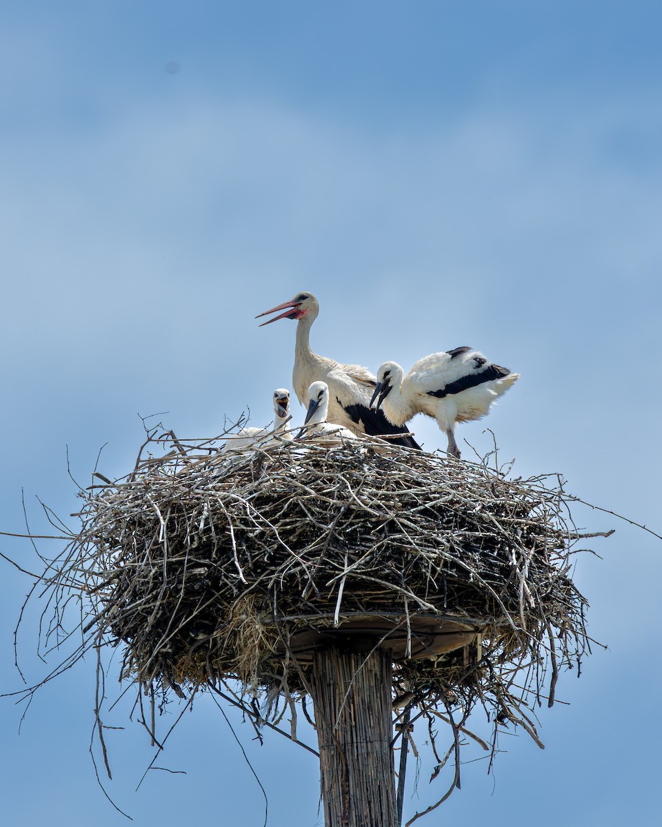 White Stork - ML619985993