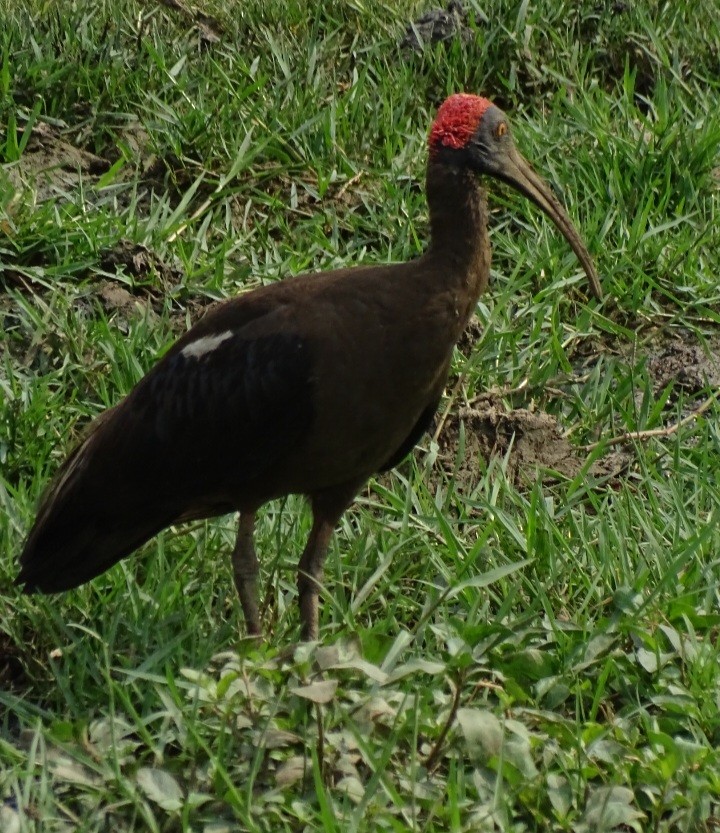 ibis bradavičnatý - ML619985994