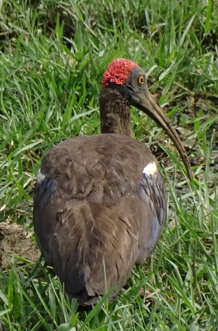 ibis bradavičnatý - ML619985995