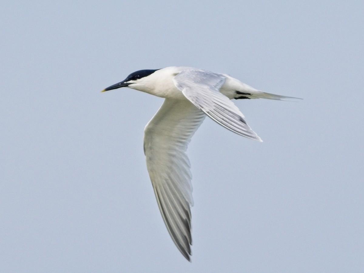 Sandwich Tern - ML619985996