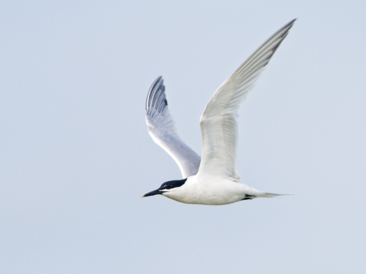 Sandwich Tern - ML619985997