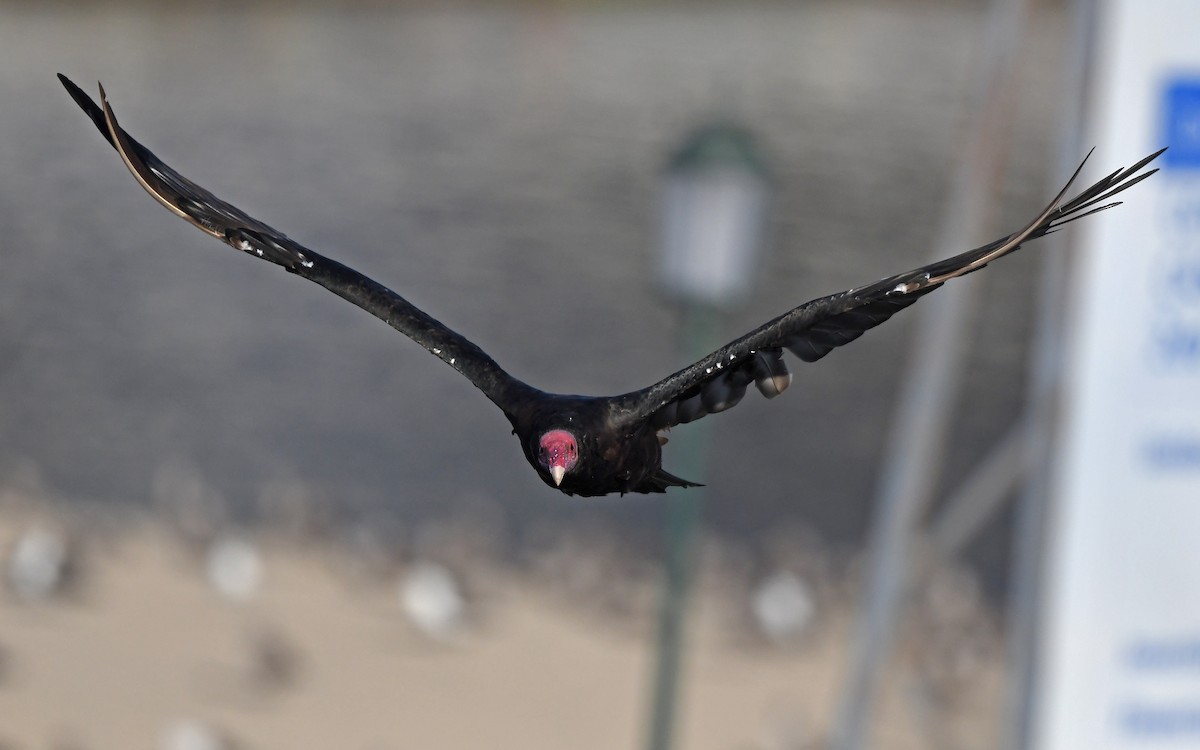 Turkey Vulture (South Temperate) - ML619986004