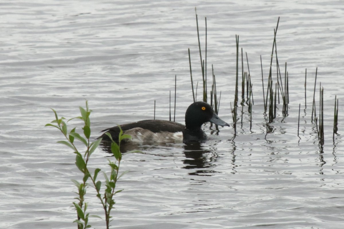 Tufted Duck - ML619986009