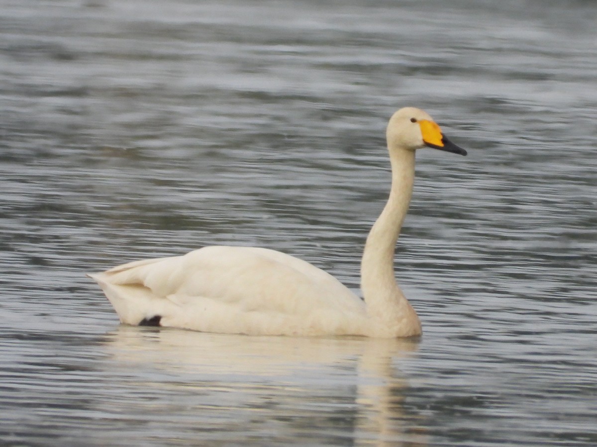 Whooper Swan - ML619986010