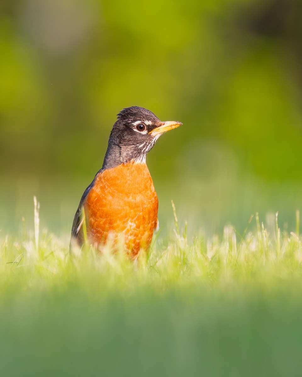 American Robin - ML619986012