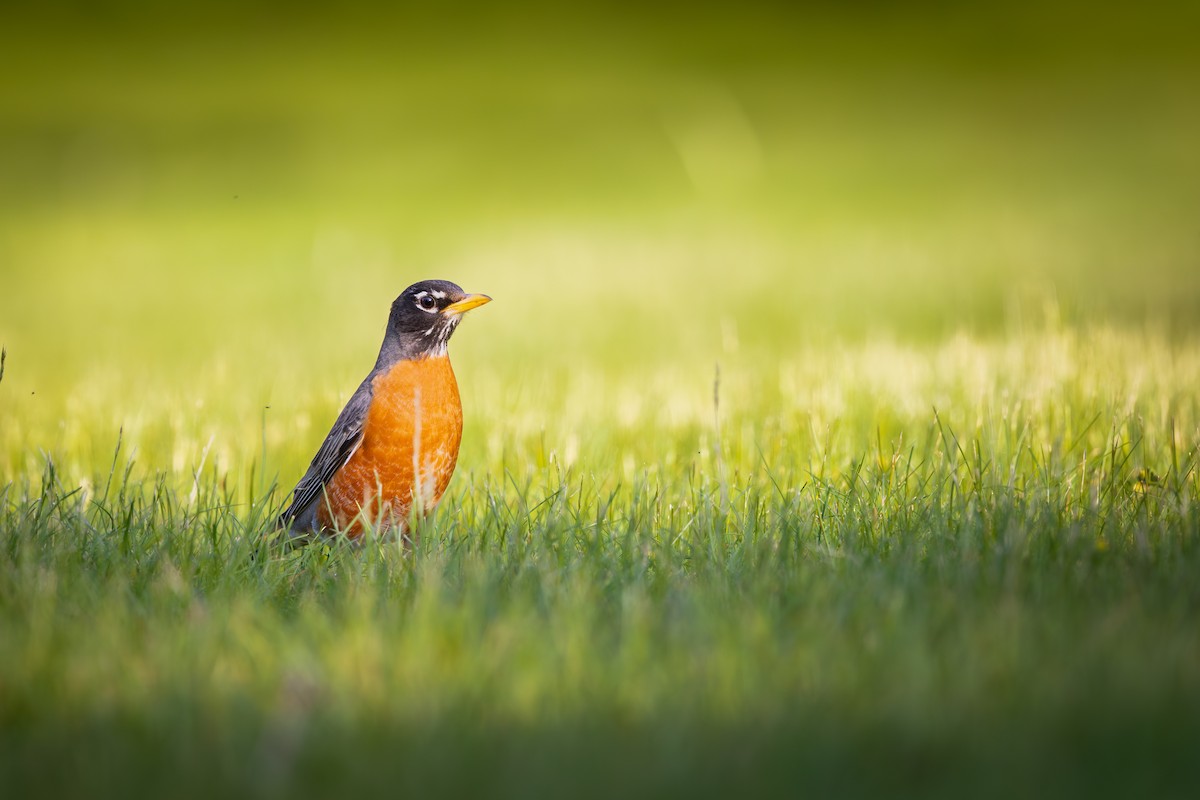 American Robin - ML619986013