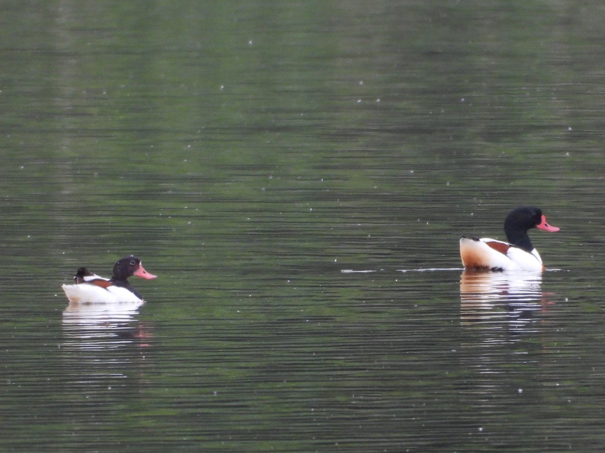 Common Shelduck - ML619986019