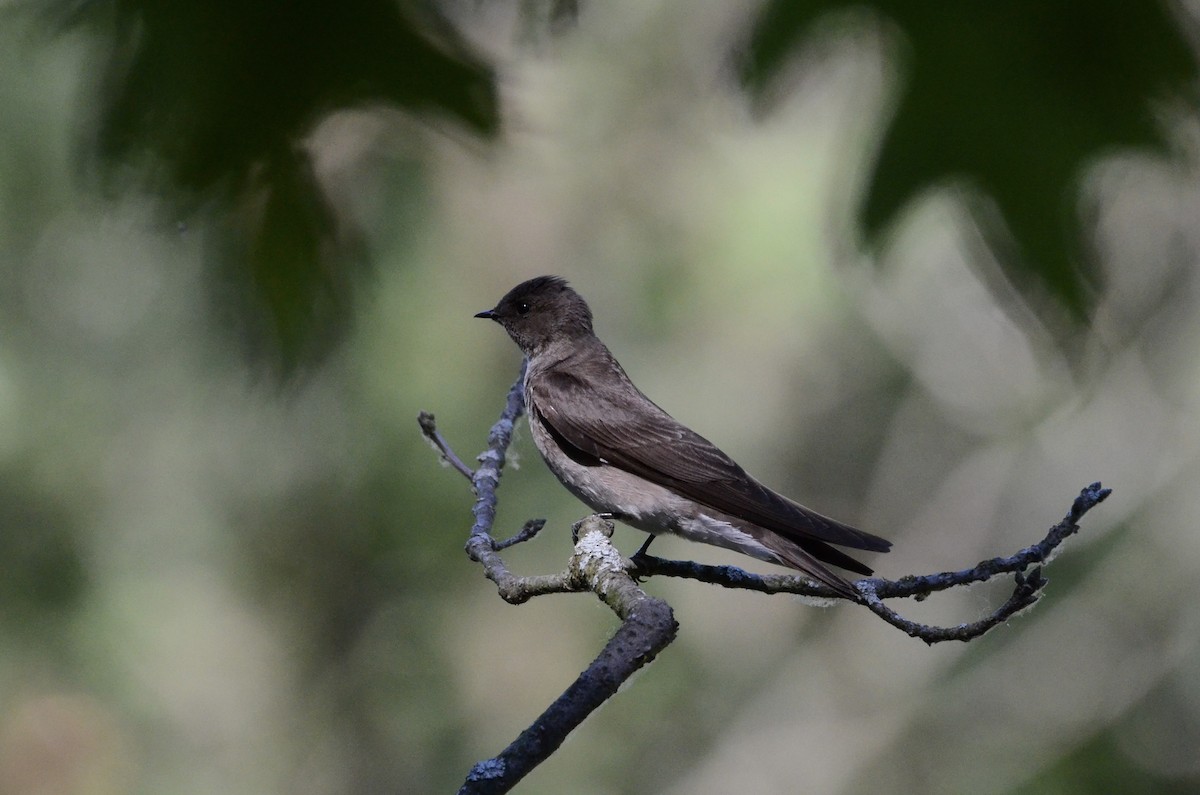 Purple Martin - ML619986020